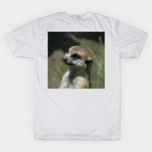 Meerkat 043 T-Shirt